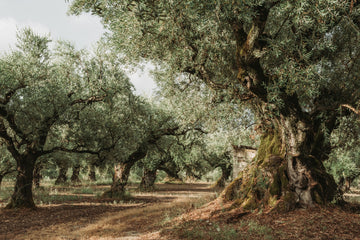 Olive Oil Trees in Greece, Crete
