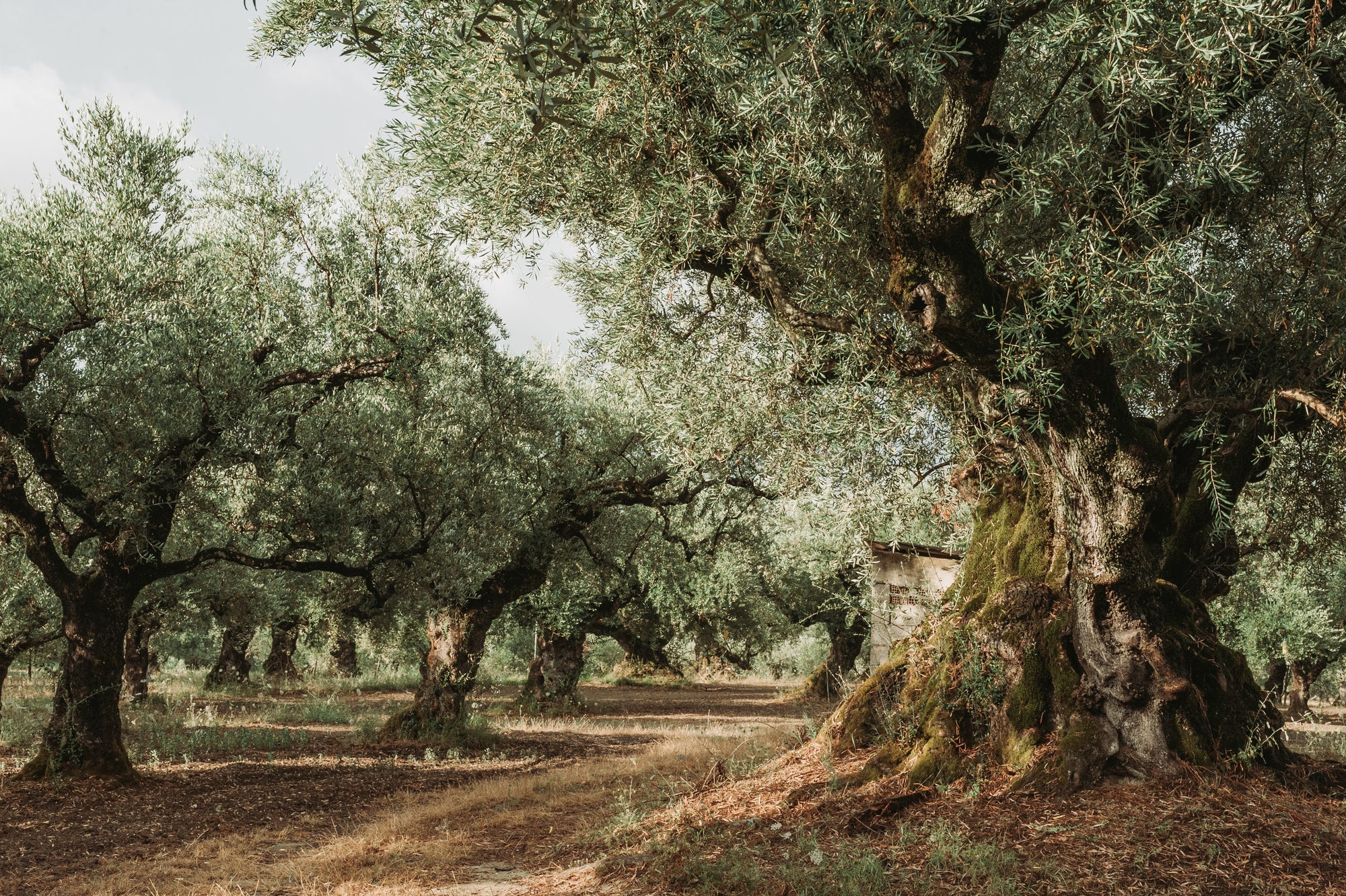 Olive Oil Trees in Greece, Crete