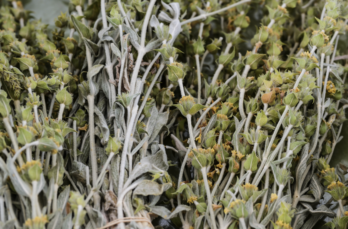 Organic Mountain Tea Health Benefits