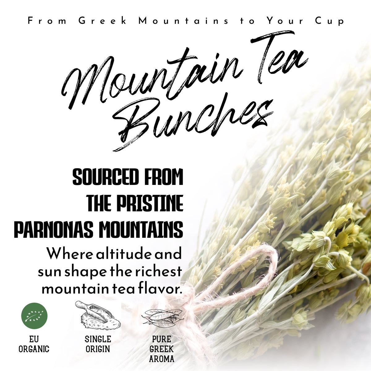 Apsogo Organic Greek Mountain Tea Bunches - Sideritis Herb, 50g