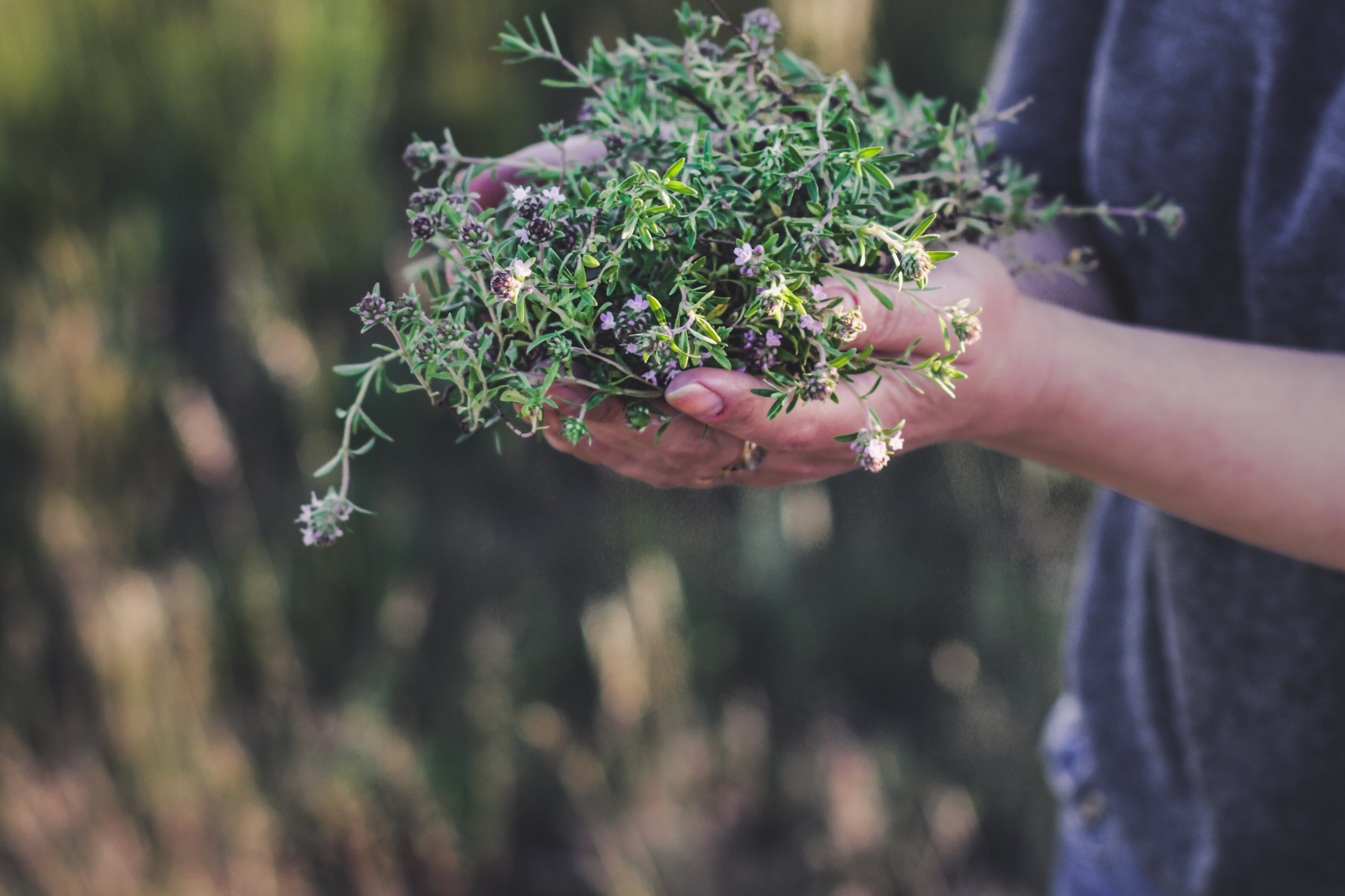 Hands holding a bunch of fresh green herbs against a blurred natural background